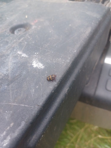 Two-lined Spittlebug