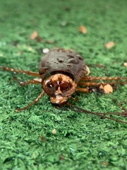 Periplaneta americana