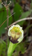 Cistus salviifolius