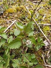 Cardamine diphylla
