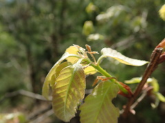 Quercus serrata