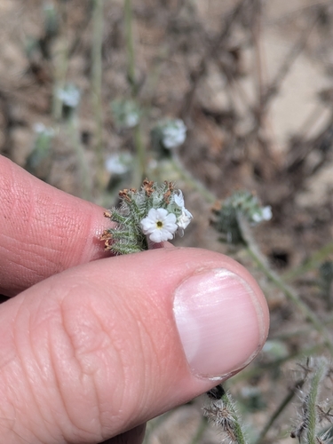 Cryptantha intermedia observed 2026-06-20