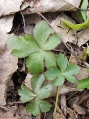 Magnoliopsida