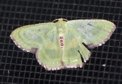 Metallochlora lineata