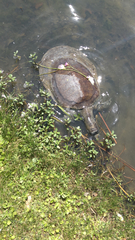 Apalone ferox