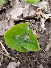 Asarum canadense