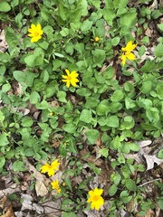 Coreopsis auriculata