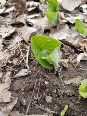 Asarum canadense