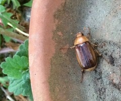 Rhizotrogus aestivus