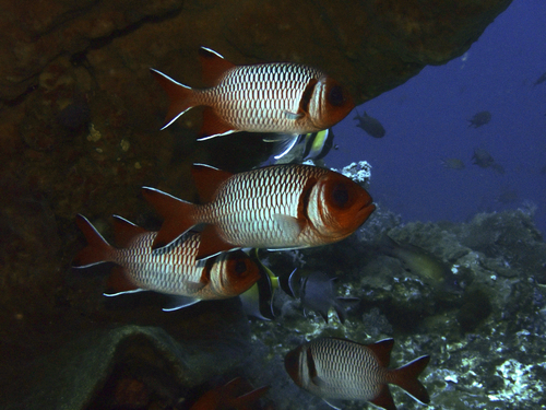 Myripristis botche observed 2026-06-21