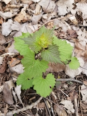 Alliaria petiolata