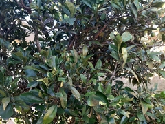 Hedycarya arborea