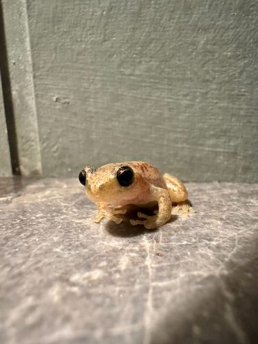 Desert Tree Frog