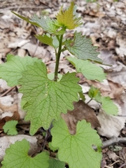 Alliaria petiolata