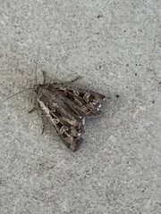 Lepidoptera