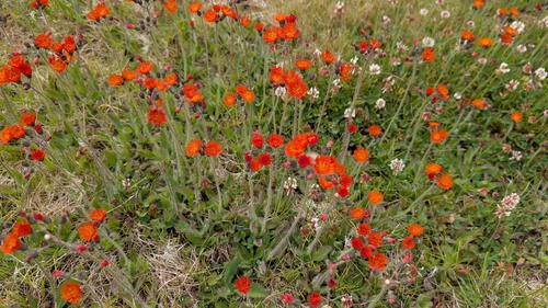 orange hawkweed