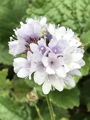 Gilia capitata abrotanifolia