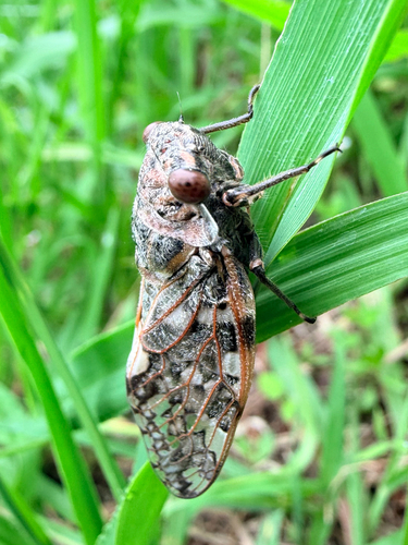 Kaempfer Cicada