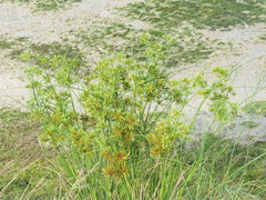 Cyperus oxylepis