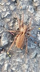 Alopecosa pulverulenta