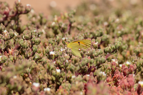 Clouded Yellow