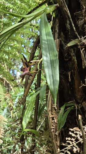 Zygopetalum maxillare
