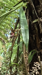 Zygopetalum maxillare
