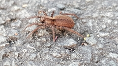 Alopecosa pulverulenta