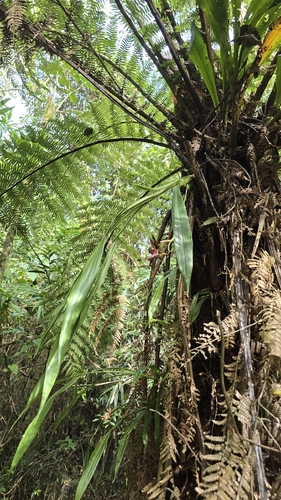 Zygopetalum maxillare, photograph 2