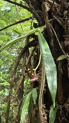 Zygopetalum maxillare, photograph (c) Paulo Mascaretti, some rights reserved (CC BY)