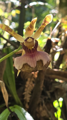 Zygopetalum maxillare, photograph 4