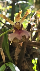 Zygopetalum maxillare, photograph (c) Paulo Mascaretti, some rights reserved (CC BY)