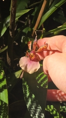 Zygopetalum maxillare, photograph (c) Paulo Mascaretti, some rights reserved (CC BY)