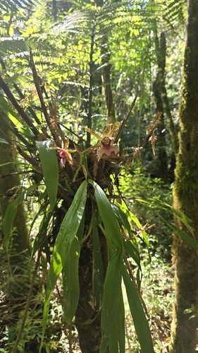 Zygopetalum maxillare, photograph 6