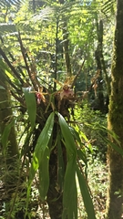 Zygopetalum maxillare, photograph (c) Paulo Mascaretti, some rights reserved (CC BY)