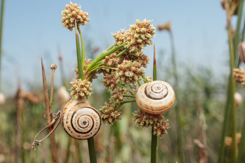 White Italian Snail