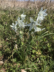 Ornithogalum nutans