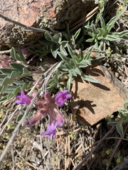 Astragalus shortianus