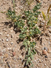Acmispon brachycarpus