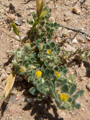 Acmispon brachycarpus
