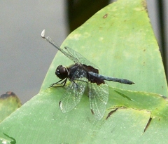 Celithemis martha