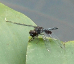 Celithemis martha