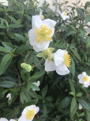 Carpenteria
