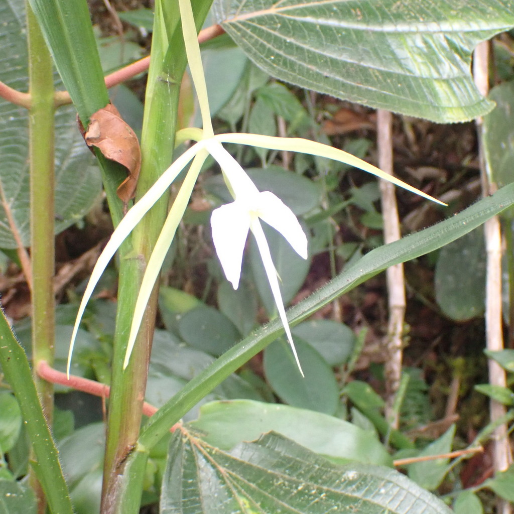 Epidendrum macroophorum Hágsater & Dodson