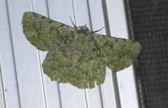 Aeolochroma viridicata