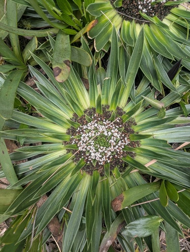 Valeriana rigida, photograph 6