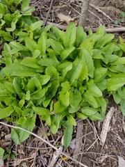 Magnoliopsida