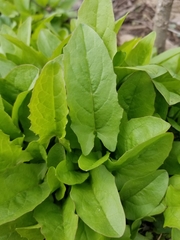 Magnoliopsida