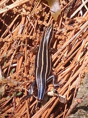 Plestiodon