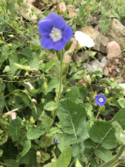 Phacelia viscida viscida